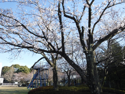 20170404桜の開花情報